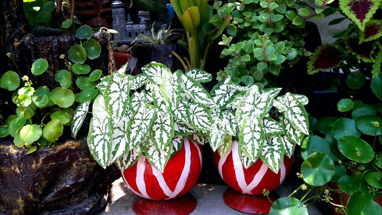 How I Grow Angel Wings Plant In Hindi YouTube how-i-grow-angel-wings-plant-in-hindi-youtube