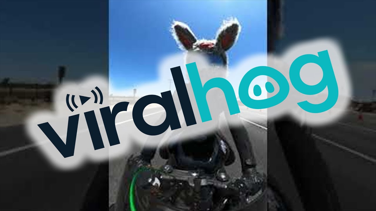 Motorcycle Rabbit Races Car || ViralHog