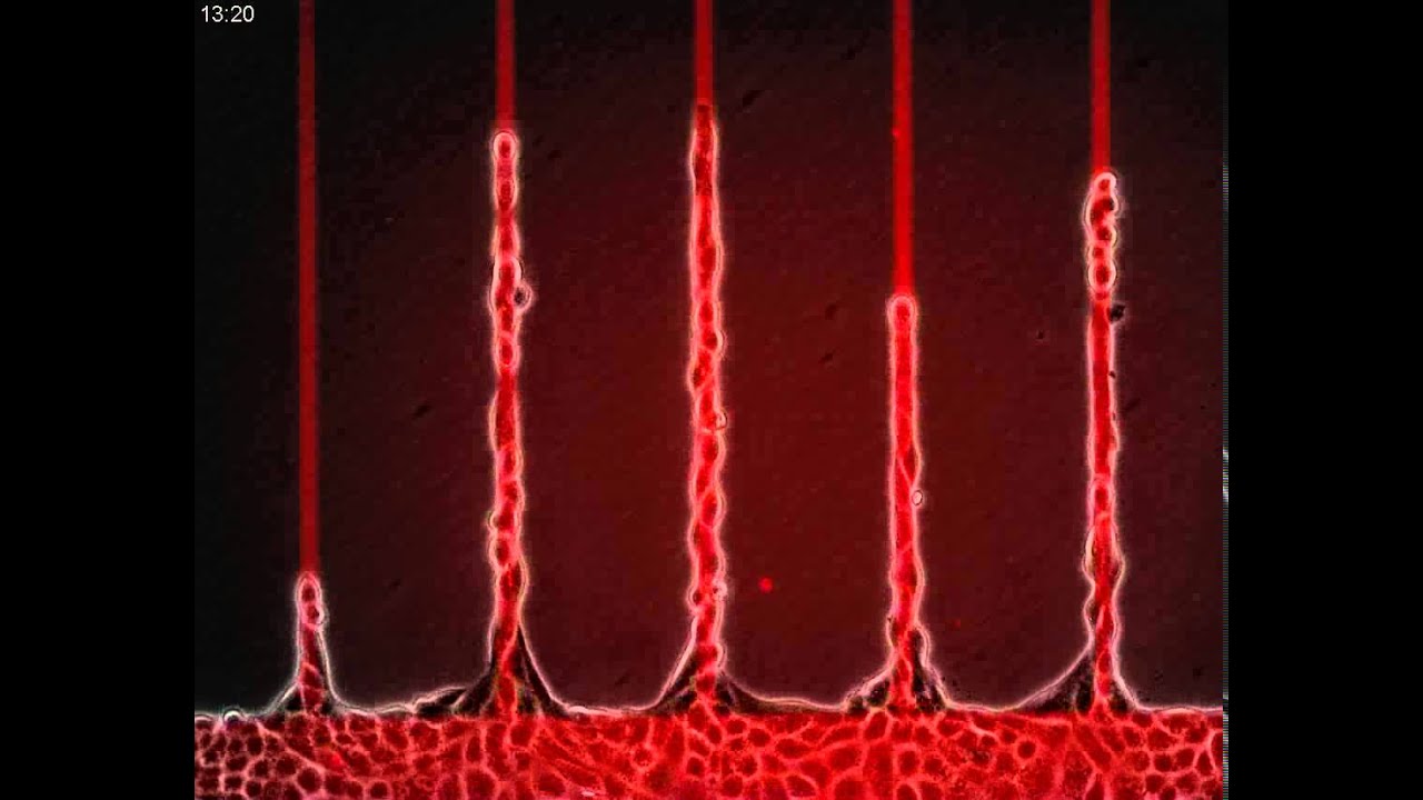 Epithelial bridges maintain tissue integrity during collective cell ...
