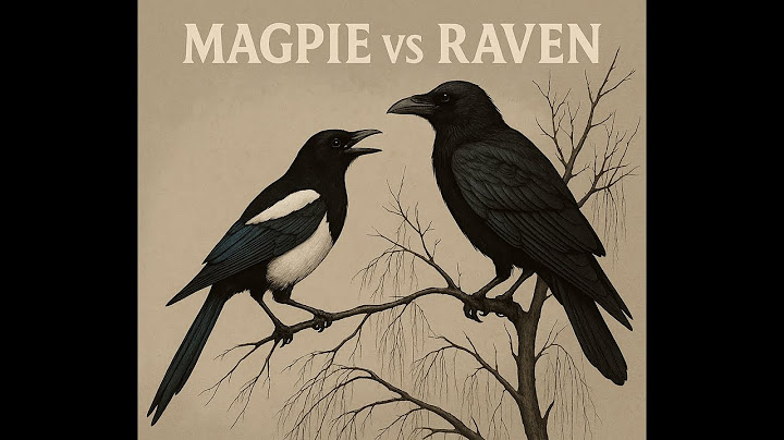 Magpie vs Raven: Trickster and Prophet