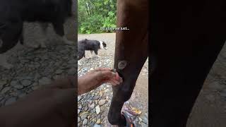 I sweat it's not as weird as it seems... 😂 #horselife #horsechestnut