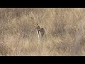 Cerb lopatar/Dama dama/Fallow deer