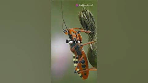 Assassin Bugs: Nature