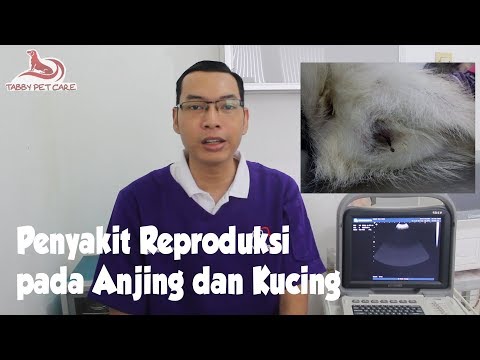 Video: Pyometra - Anjing - Penebalan Rahim
