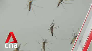 Will I get dengue if bitten by Aedes?