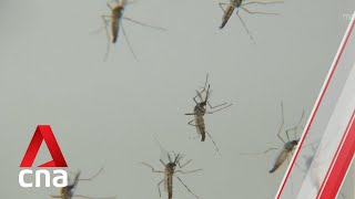 Aedes aegypti mosquito population up by 30% in April: NEA