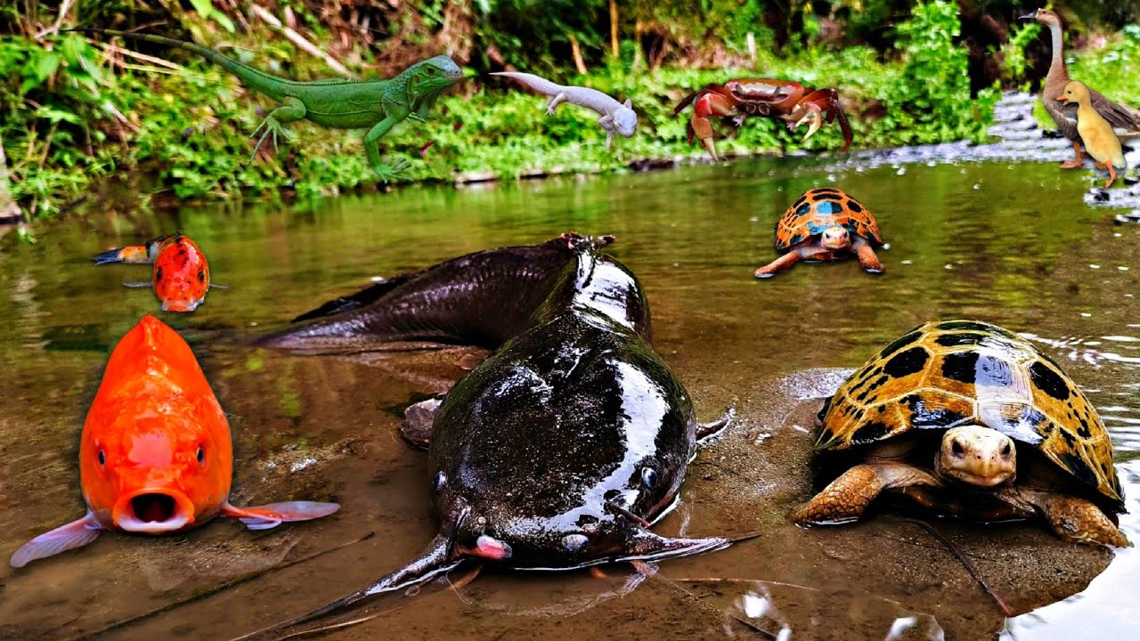 Catch Dumbo Catfish In The Hole, Duck Goose, Turtle, Betta Fish