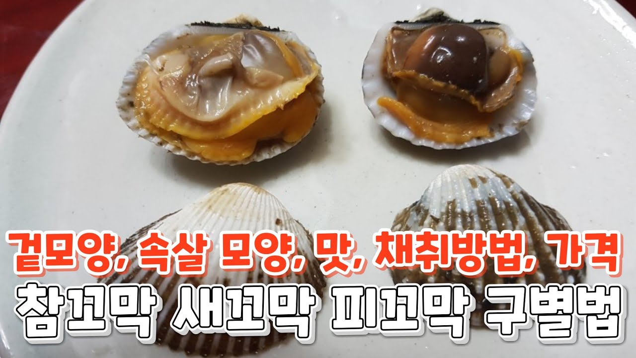 참꼬막 새꼬막 피조개(피꼬막) 구별법 - YouTube
