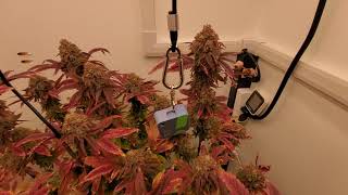BlumenBot DZ1 Stealth Micro Grow Cabinet - Ready for Harvest #3 - Runtz