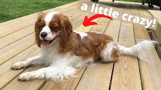 MY DOG HAS SOME CRAZY QUIRKS!! by Sawyer's Wonderful Life 1,894 views 1 year ago 3 minutes, 16 seconds