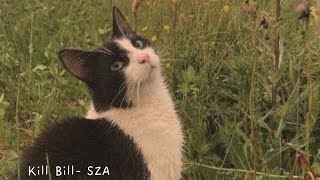 i might kill my ex, not the best idea (Kill Bill - SZA)  [1 hour]