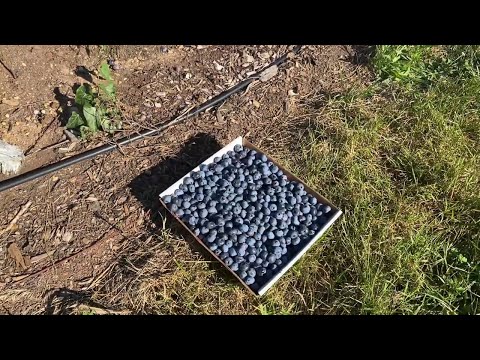 Video: Butler's Orchard: Porodična farma u Germantownu, Maryland