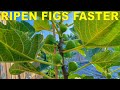 Grow Fig Trees That RIPEN FIGS FASTER With Three Simple Tricks