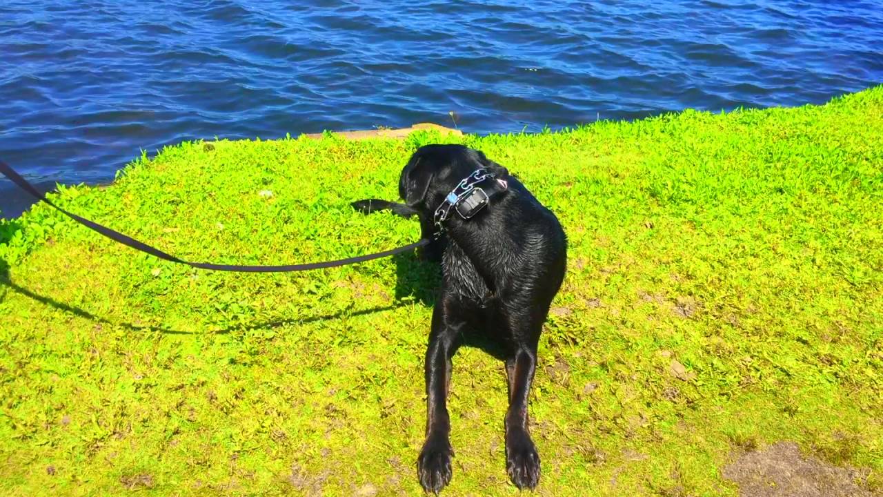 New York Dog Trainer Aggressive Labrador MixBest Dog Trainers in New