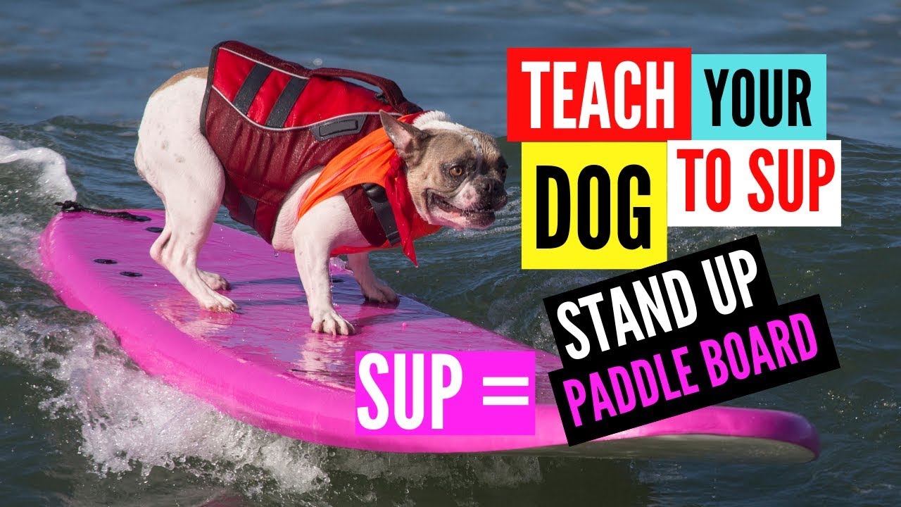 HOW TO SUP WITH A DOG / GET YOUR DOG ON A STAND UP PADDLE BOARD YouTube