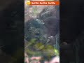 感動の登場!赤ちゃんサンタロウこんにちは | Touching Appearance! Baby Gorilla Santaro