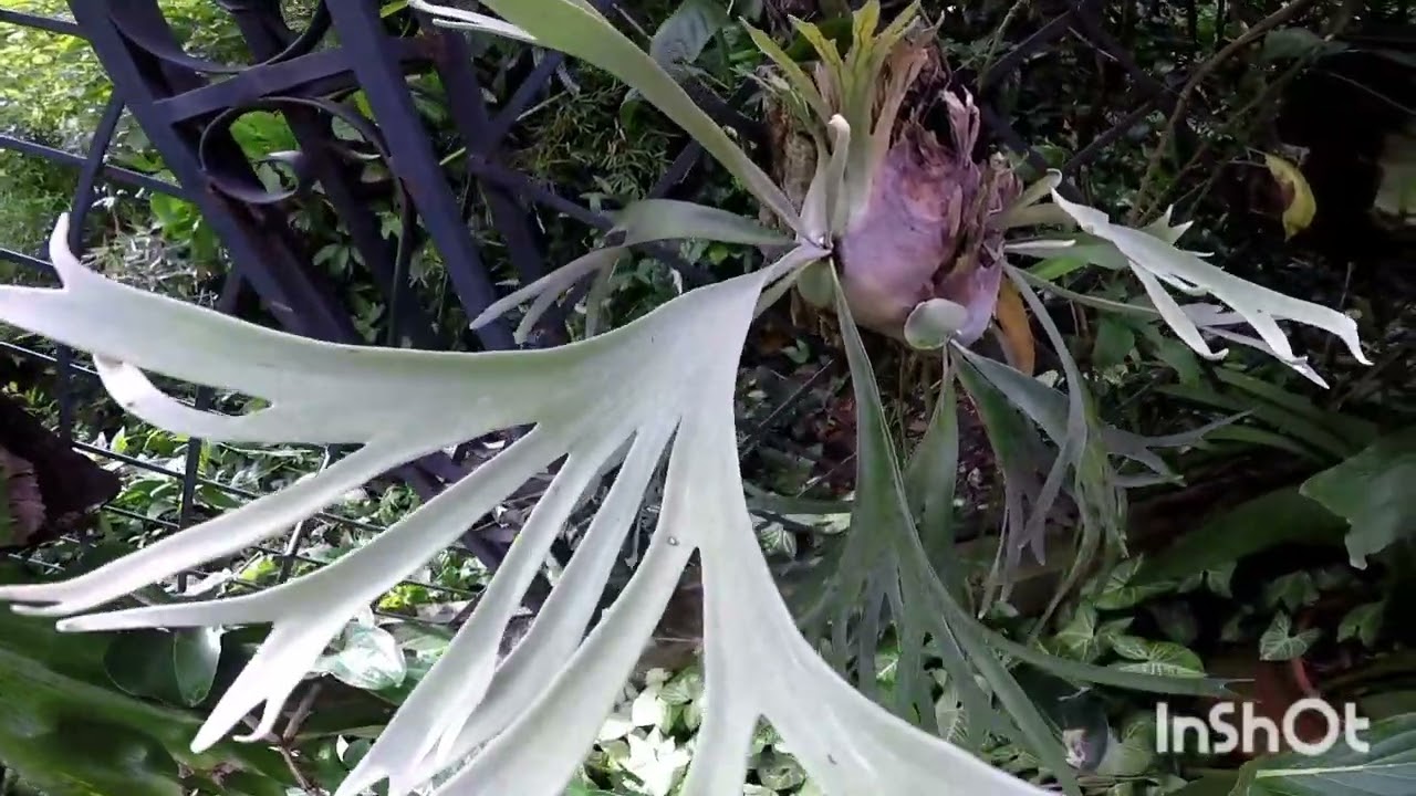 Platycerium Veitchii, coleção de Platycerium da Vilma - YouTube