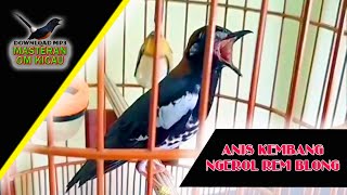 {Masteran OmKicau} Burung Anis Kembang Gacor Ngerol Rem Blong