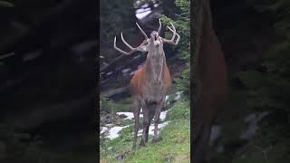 Roaring Red Deer Spotted in the Wild