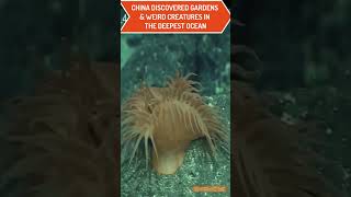 Deep Sea&#39;s Best Kept Secret China Uncovering Strange Creatures #shorts