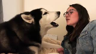 ANGRY Husky YELLS at human for leaving him alone by Floofin Fools 126,219 views 3 years ago 34 seconds