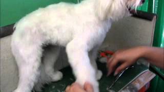 Hand Scissoring a  Pet Maltese by DogWhisperer17 118,140 views 11 years ago 9 minutes, 54 seconds