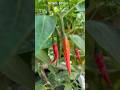 Beautiful fresh chillies🌶️🏡 #garden #home #healthy #satisfying