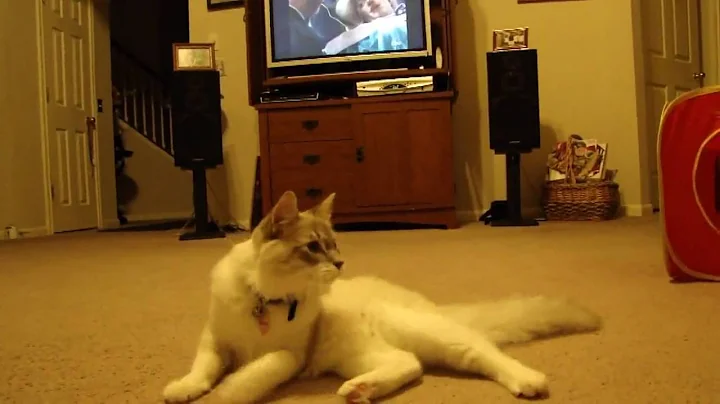 Watch the video about Prince Princie-Prince the Jumping Ragdoll Kitten (long version)