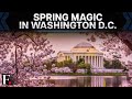 Washington D.C's Cherry Blossoms Reach Peak Bloom | Spring in Full Colour