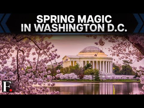 Washington D.C's Cherry Blossoms Reach Peak Bloom | Spring in Full Colour