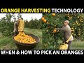 Orange harvesting  learn when and how to pick an oranges  amazing agriculture cultivation