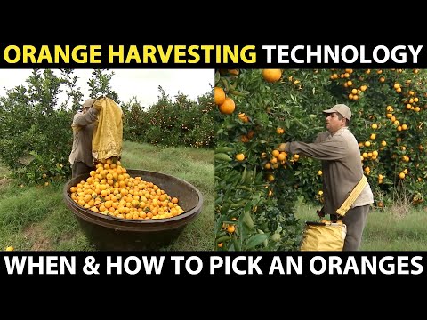 ORANGE HARVESTING | Learn When And How To Pick An Oranges | Amazing Agriculture Cultivation