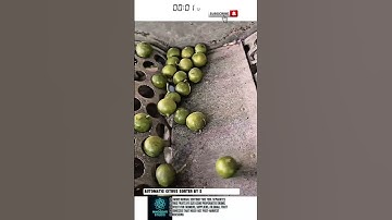 Automatic Citrus Sorter by Size – Fast & Simple!