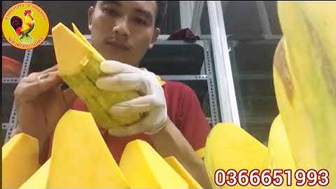 Phá Khối Chim Từ Bí Đỏ - Hướng Dẫn Cắt Tỉa Hoa Quả/0366651993