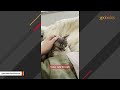 Cats help raise blind dog