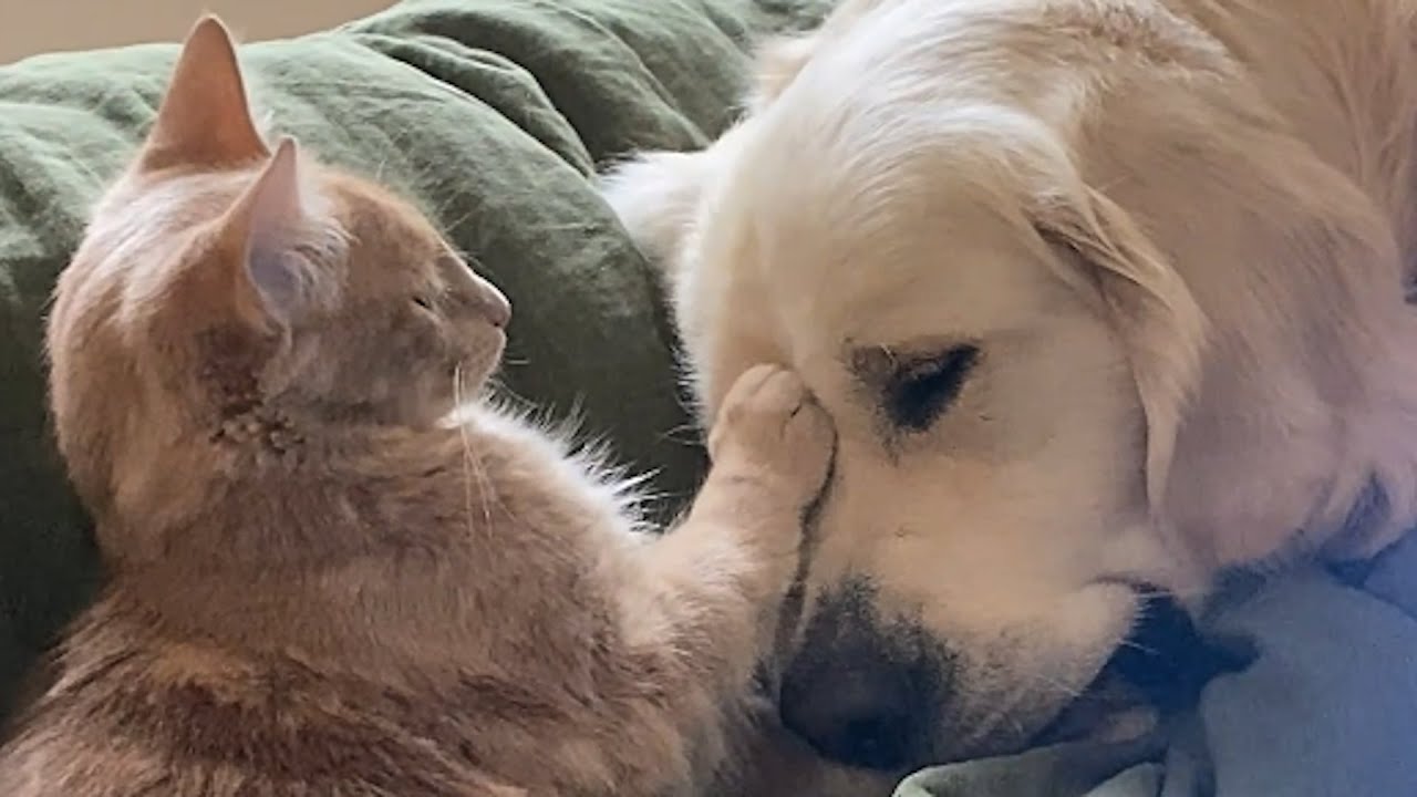 Cats help raise blind dog