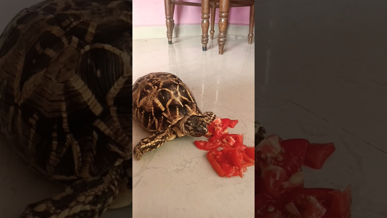 Tortoise brekfast 🐢