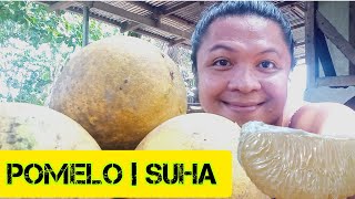 Nanungkit kami ng Tita ng Matamis na Suha ( Pomelo ) sa Kapitbahay