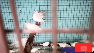 Celebrity 20 pairs of finches purchased for colony setup Net Worth