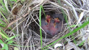 Approaching Grasshopper Sparrow nests