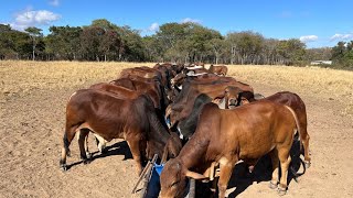 Pregnant and lactating cows management under drought conditions
