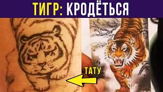 Приколы. ОПАСНЫЙ ТИГР))) | Мемозг #356 видео