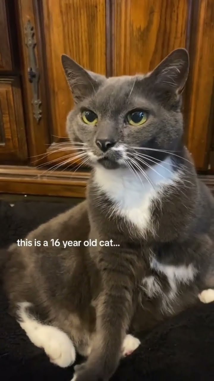 Old Kittyo like yeah I remember when prvnci just started making beats