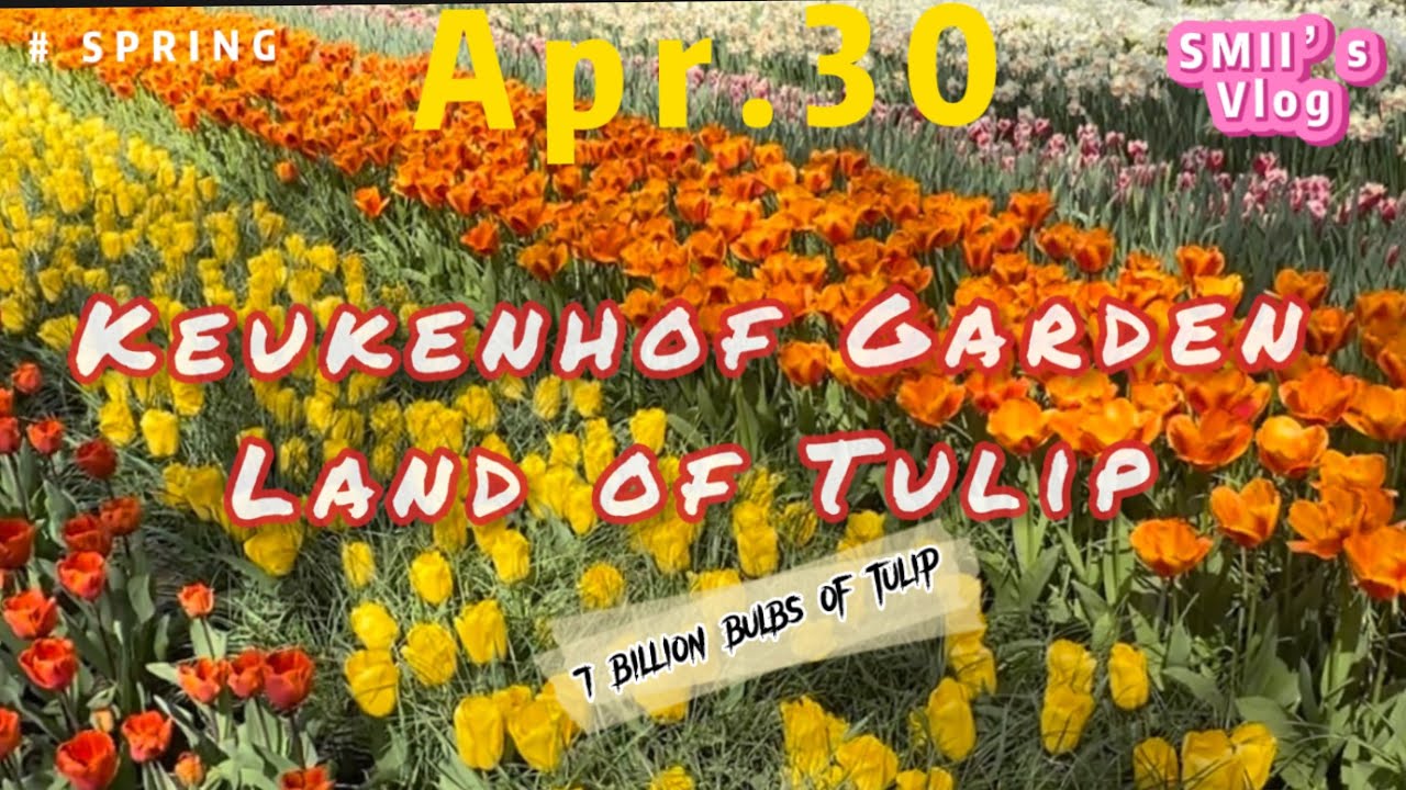 Europe’s most popular tulip garden 🌷🌷🌷|| Keukenhof Garden || The Netherlands 🇳🇱