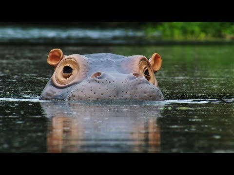 Video: Waar leven nijlpaarden?