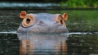 Spy Hippo discovers a Fish Spa! | Spy In The Wild | BBC Earth