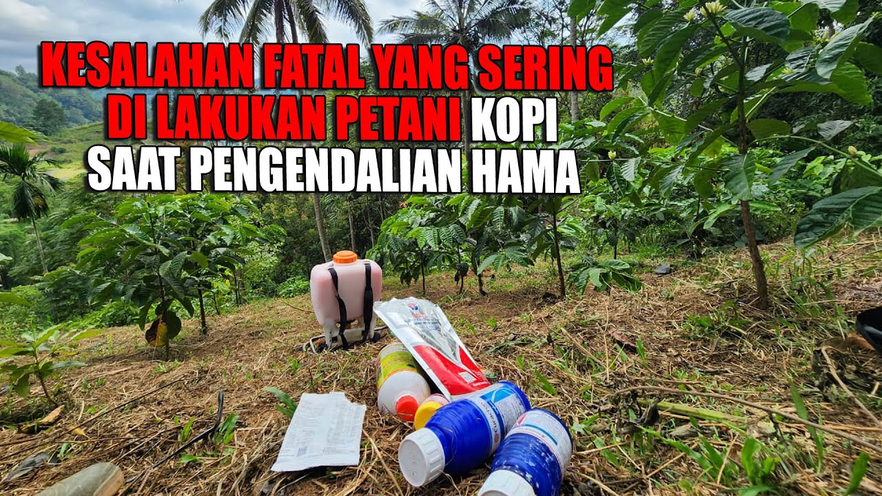 HATI2..!! KESALAHAN FATAL YANG SERING DI LAKUKAN SAAT PENGENDALIAN HAMA PADA TANAMAN KOPI