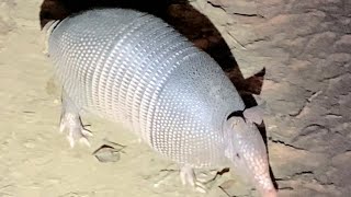 Funny armadillo does a flip when I tap his shell  ( he has no tail!!!😱) Music and slow Mo version