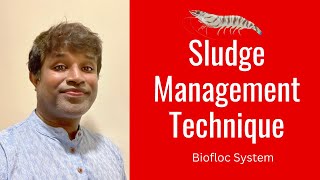 Vannamei Shrimp Farming Sludge Management Process - Biofloc System