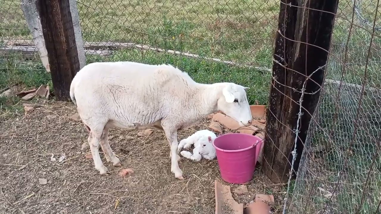 Los qu nos pasó con esta borrega  #ranchito 